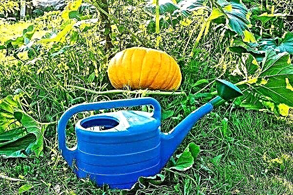 How to water a pumpkin?