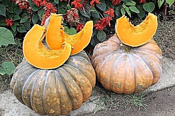 Nutmeg pumpkin - the sweetest pumpkin with a special aroma