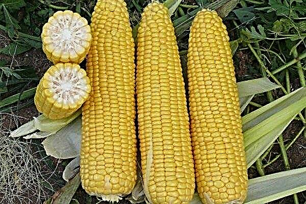 ¿Cómo cultivar maíz Dobrynya?