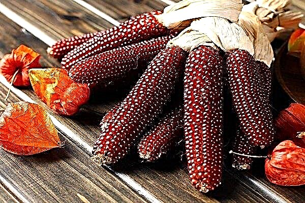 Distinctive features and rules for growing red corn