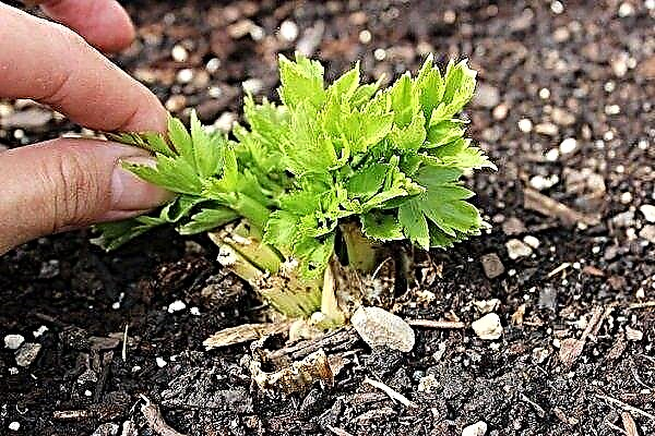 Is it possible to plant celery in the winter and how to do it right?