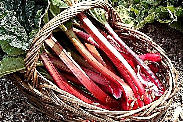 TOP 10 varieties of rhubarb for growing on a personal plot