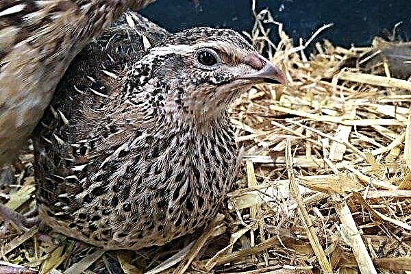How to keep and breed quails at home?