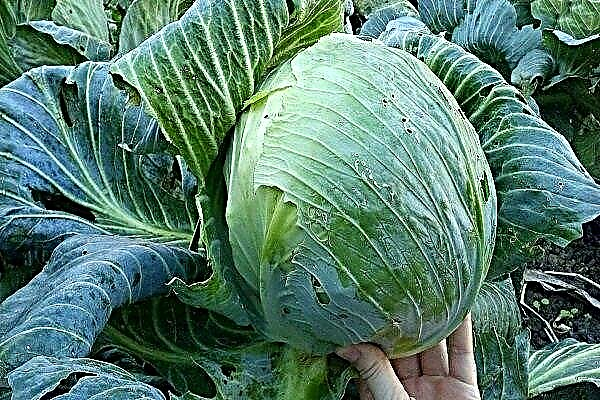 The best varieties of white cabbage: characteristics and photos