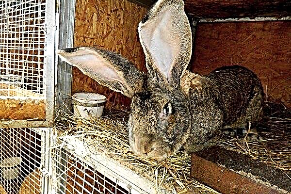 Meat breeds of rabbits: selection criteria and varieties