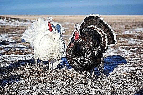 Turkey breeds for home breeding