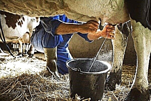 Milking a cow: how to do it right?