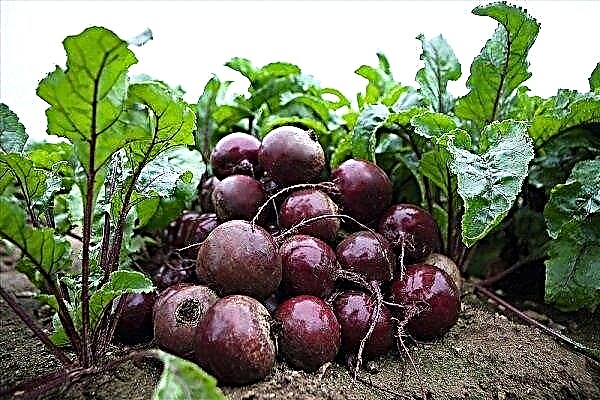 Hybrid Action F1 - Early Riceless Beetroot