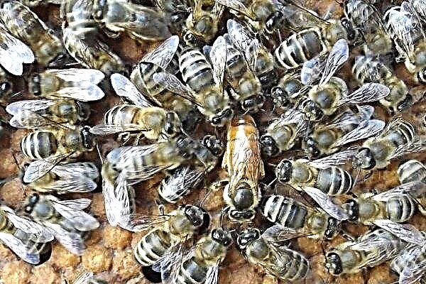 Bee breeding methods: natural and artificial