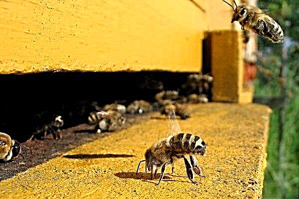 Причини, ознаки та способи боротьби з крадіжками бджіл