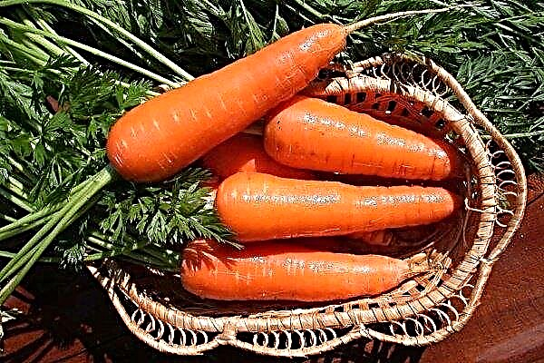 Carrot variety Altai gourmet: description, planting and care