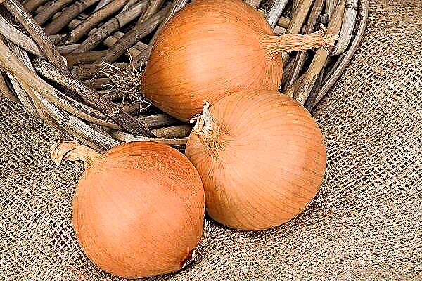 The best varieties of onions