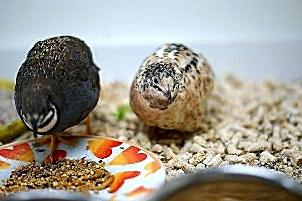 Basics of feeding quail: how and how to feed birds?
