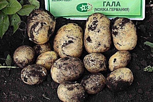Potetsort "Gala": egenskaper, kvalitet og dyrking