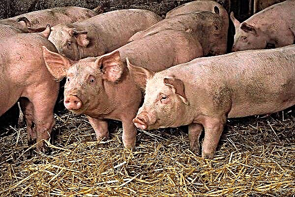 ملامح تربية الخنازير: التغذية والرعاية والصيانة
