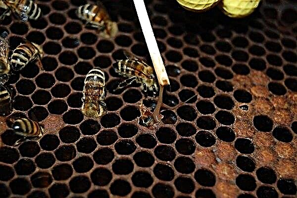 Wie erkennt und behandelt man Faulbrut bei Bienen?