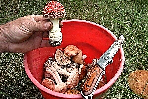 Poisonous mushrooms: a selection of the most dangerous species with photos