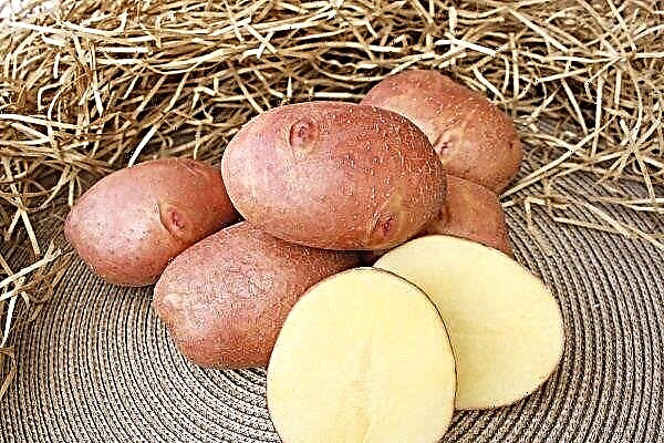 Descrição de batatas Zhuravinka