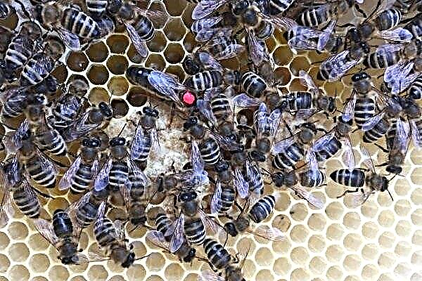 وصف سلالة النحل الكارباتية وقواعد العناية بها