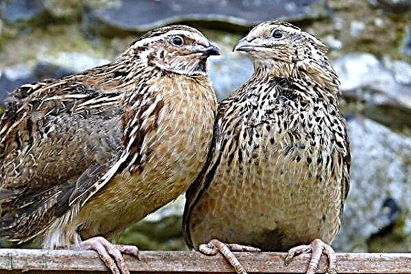 What quail to breed for meat? Breeds of birds and their features