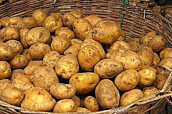 Varietà di patate Adretta: caratteristiche e regole di coltivazione