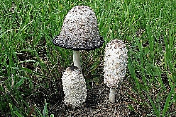 Coprinus: features of the fungus, its growth, properties and cultivation