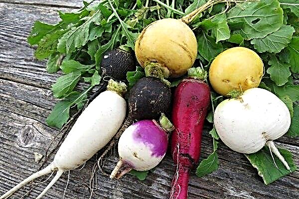 The most delicious and fruitful varieties of turnip