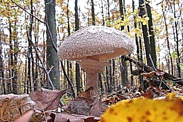 Description, variétés et propriétés des parapluies de champignons