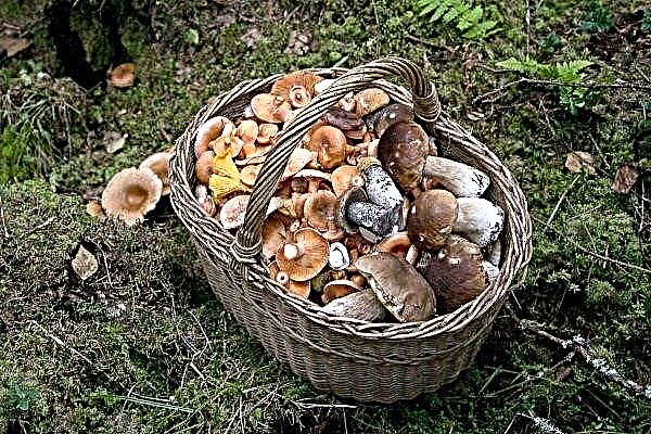Список популярних їстівних і умовно-їстівних грибів