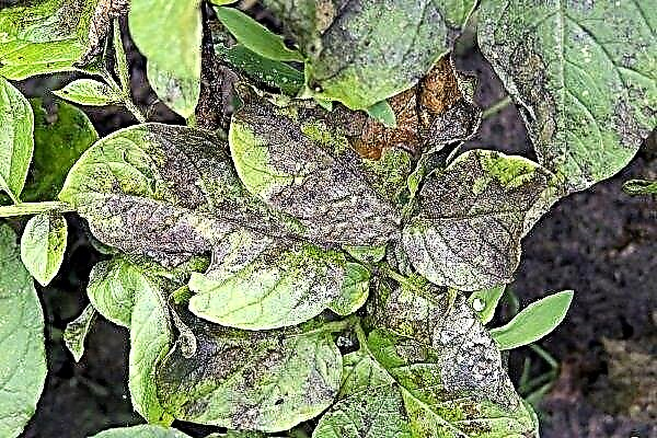 How to recognize and get rid of late blight on potatoes?