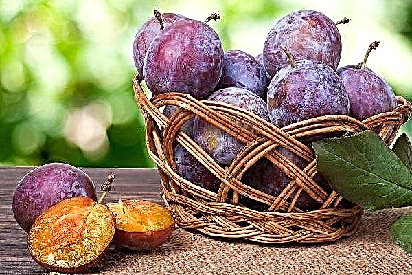 44 most successful plum varieties with description and photo