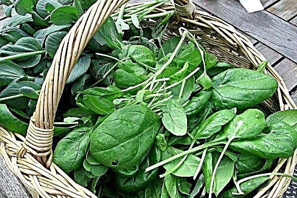 Popular varieties and hybrids of spinach