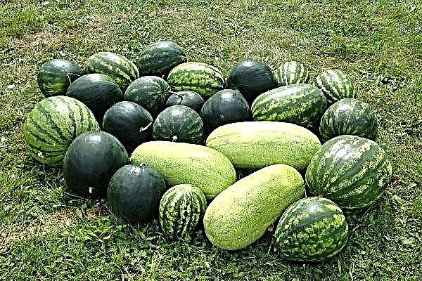 Überblick über die köstlichsten und ungewöhnlichsten Sorten von Wassermelonen