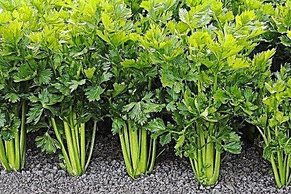 Celery leaf: from planting to harvest