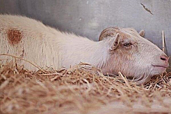 Choroby kozie: ich przyczyny, objawy, leczenie i zapobieganie