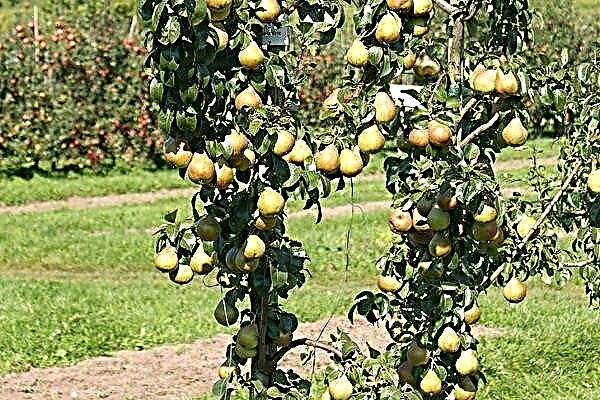 Dvärgpäron (pelare) päron: sorter, plantering och odling