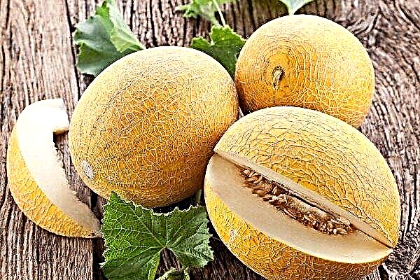 Die besten Sorten von Melonen: ihre Eigenschaften und Anbau