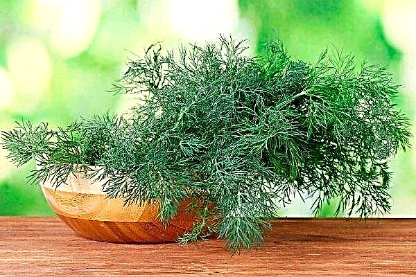 Overview of the best varieties of dill: their description, planting and yield