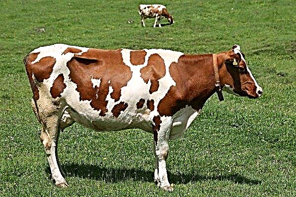 Vaca Ayrshire: características da raça e regras de manutenção