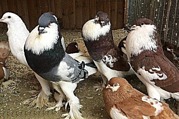 Qui est le souffleur de pigeons: description, variétés et sélection