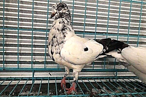 Tipplers ingleses - características de la raza de palomas