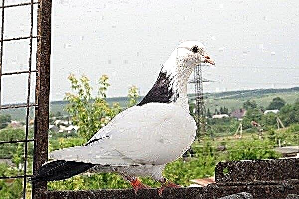 Baku pigeons: distinctive characteristics and subtleties of content