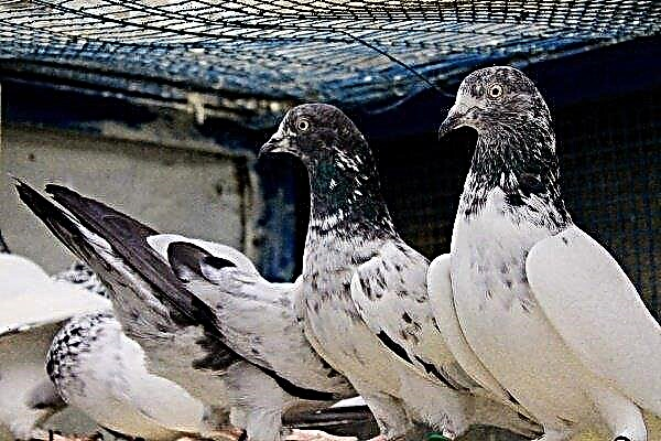 Indo-Pakistani pigeon breed