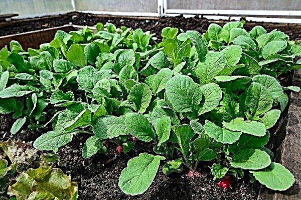 How to grow radish in greenhouse conditions?