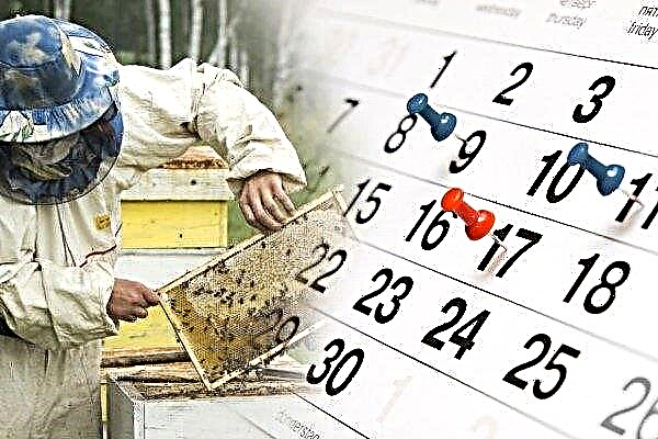 Calendar of work in the apiary for the beekeeper