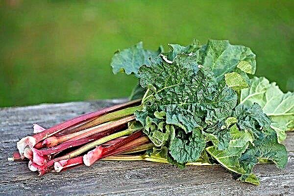 Rhubarb - its varieties, the rules of planting and growing