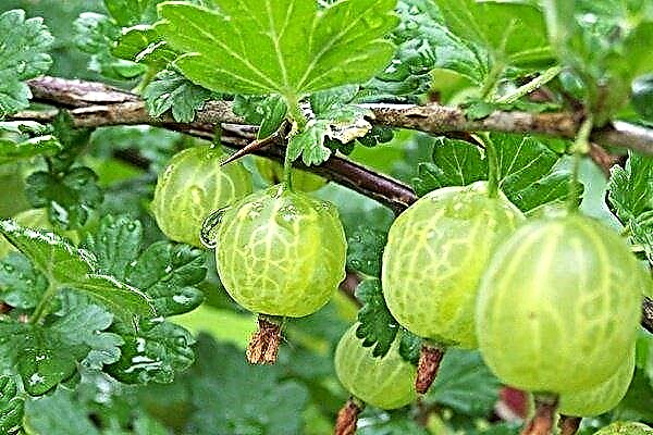 The best varieties of gooseberries for growing