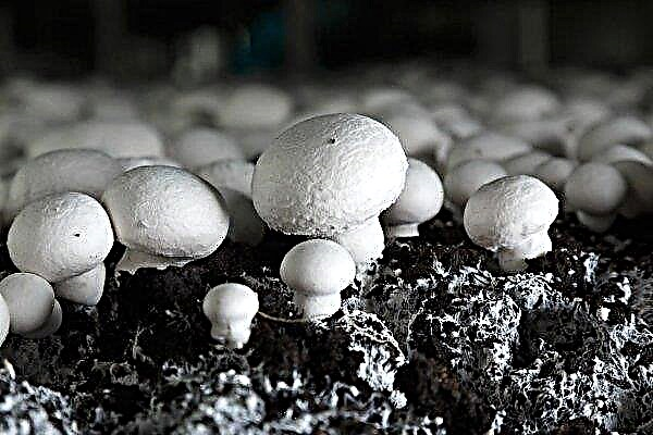 How to grow champignons at home?