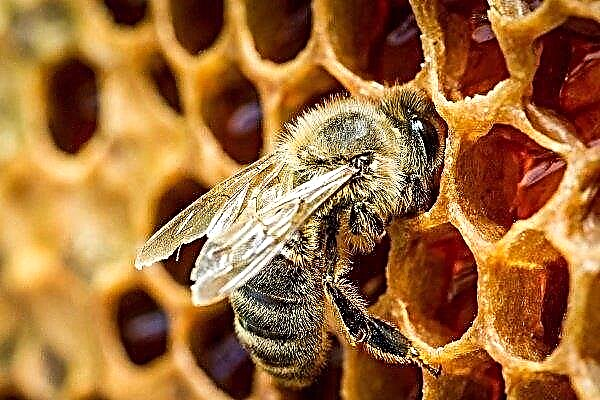 How and why do bees make honey: its quantity and stages of "production"