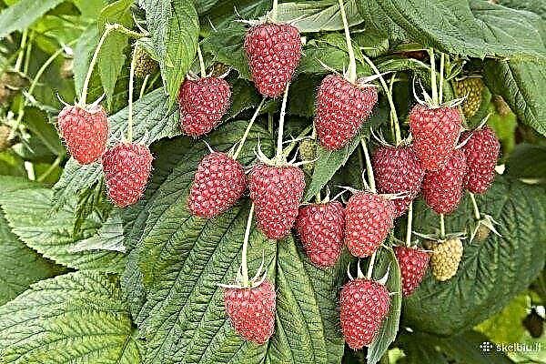 The best varieties of raspberries